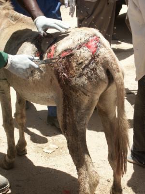  Esel in Mauretanien Verletzungen