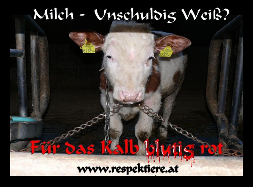 Milch4 1
