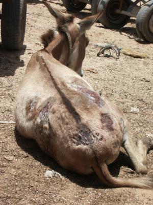Esel in Mauretanien