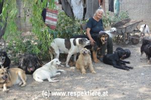 Hunde Rumaenien