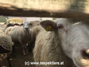 Schafe die zum Schaechten getrieben werden