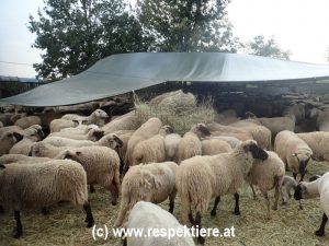 Schafe zum Schaechten