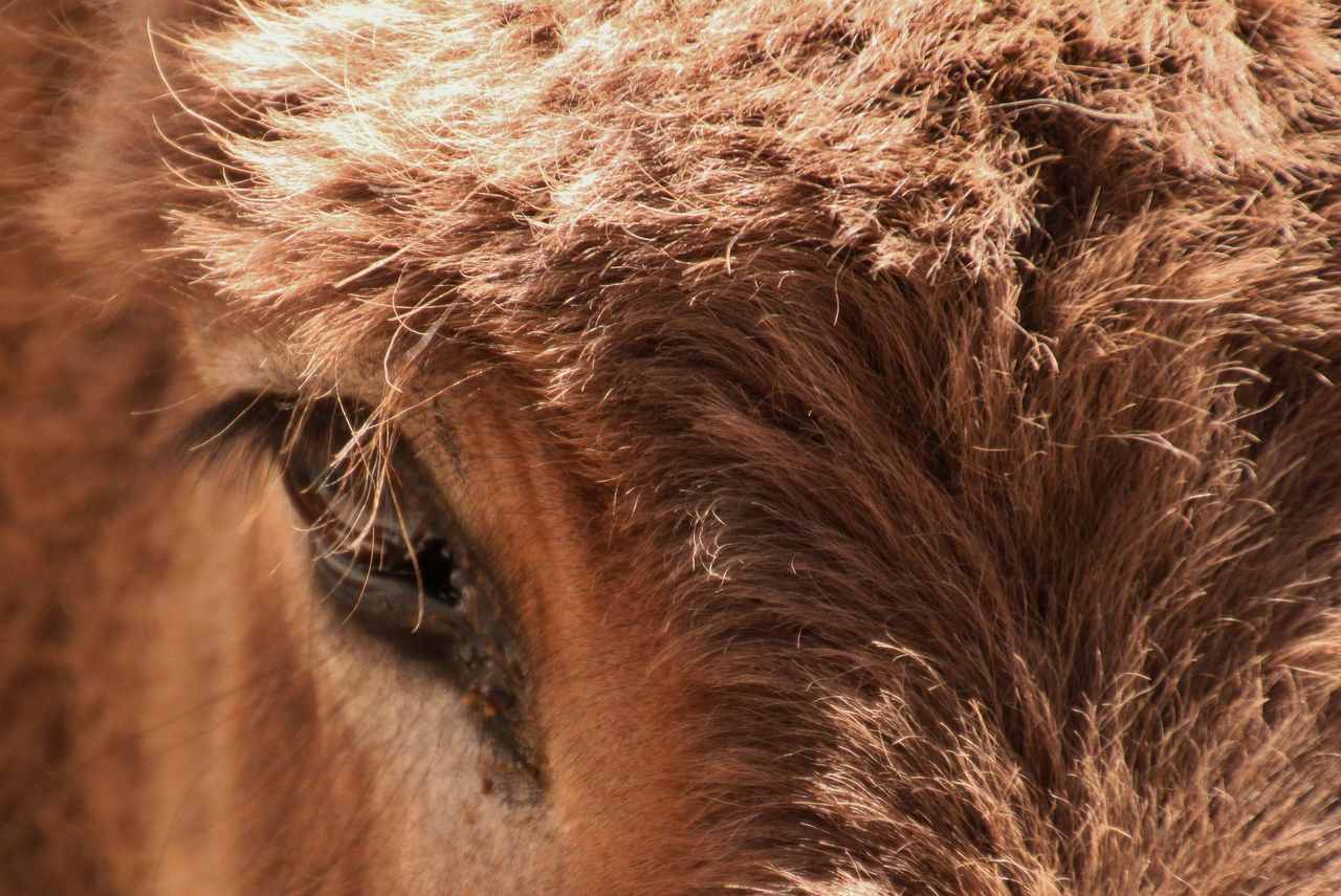 Verein RespekTiere Esel in Mauretanien