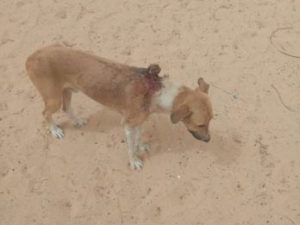 Hund Nouakchott
