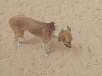 Hund Nouakchott Eselhilfe RespekTiere