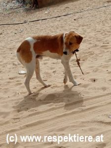 Hund mit Strick in Nouakchott
