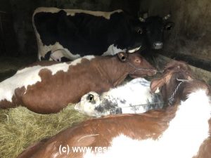 Rinder im Stall an Ketten