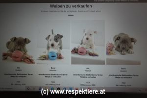 Elite Dog Webseite