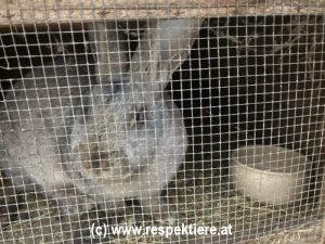 Kaninchen hinter Gittern