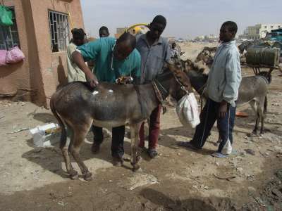 Esel in Mauretanien Eselklinik 2007