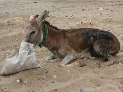 Esel in Mauretanien Verein RespekTiere