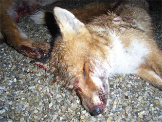 Nacht des Fuchses toter Fuchs