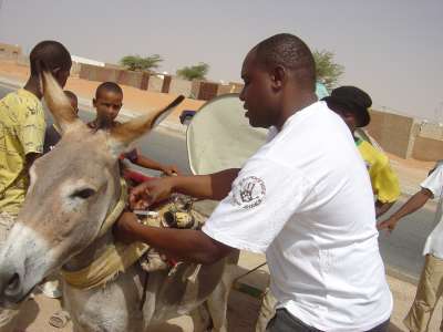 News aus Mauretanien Eselklinik