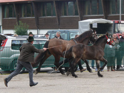 Pferdeversteigerung Traunstein