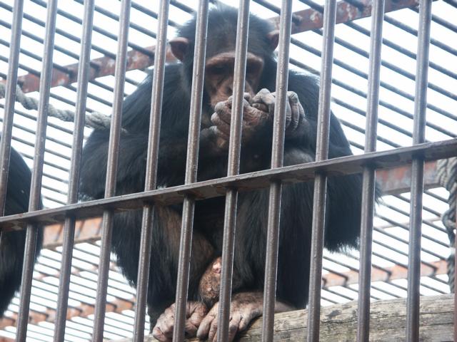 RespekTiere Affe hinter Gittern