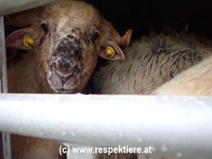 Schafe in Tiertransporter