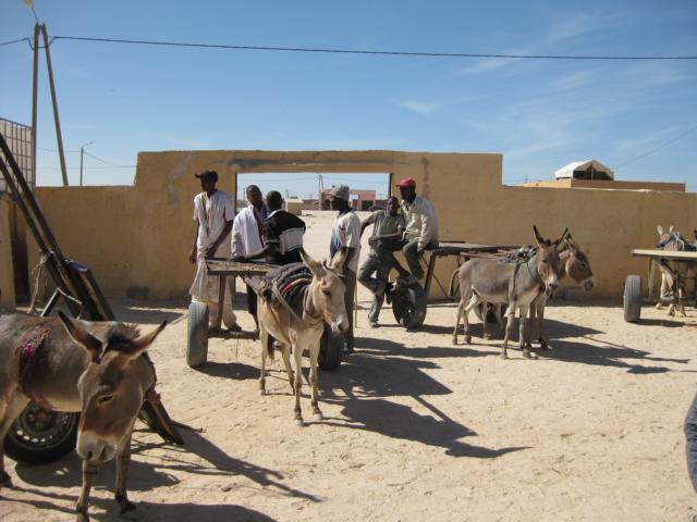 Esel in Mauretanien 2008