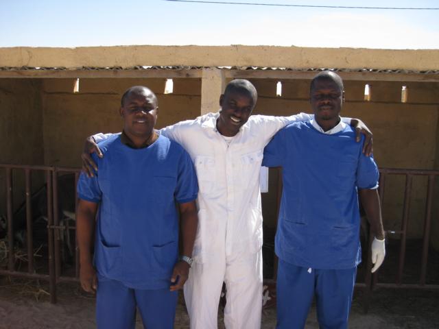 Esel in Mauretanien Team