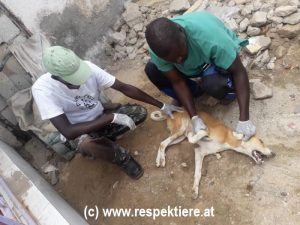 Hund in Mauretanien wird versorgt
