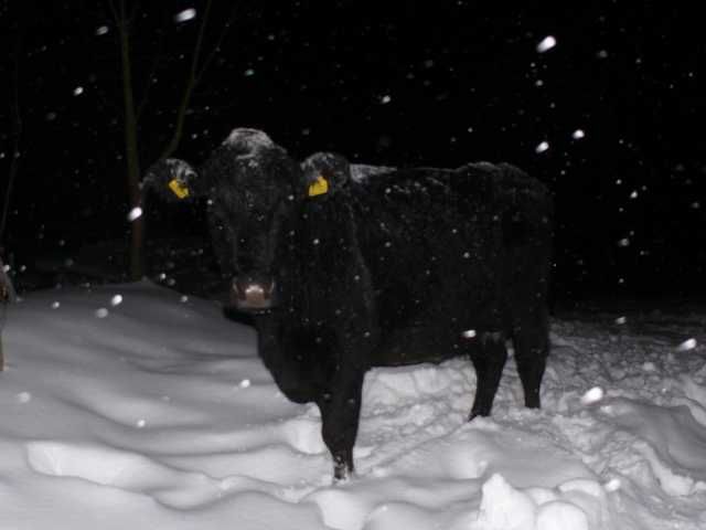 Kuh im Schnee