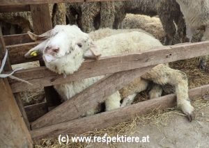 Schaf vor dem Schaechten