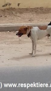 Verletzter Hund in Mauretanien