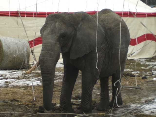 Zirkuselefant in Freilassing