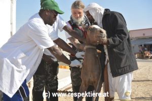 Esel in Mauretanien 1