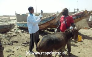 Esel in Mauretanien 3