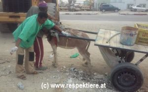 Esel in Mauretanien