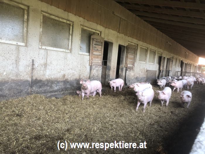Bio-Schweine im großen Freilaufstall