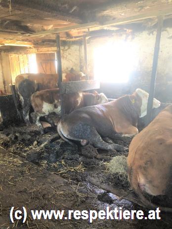 angekettete Kühe im schmutzigen Stall
