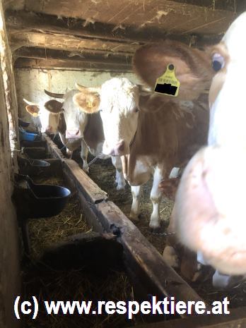 Kühe an Ketten im Stall