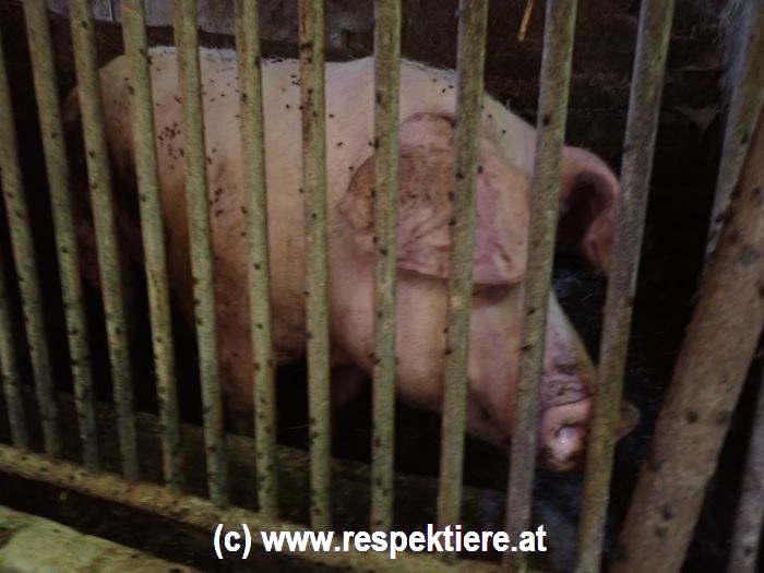 Schwein hinter Gittern, Salzburg