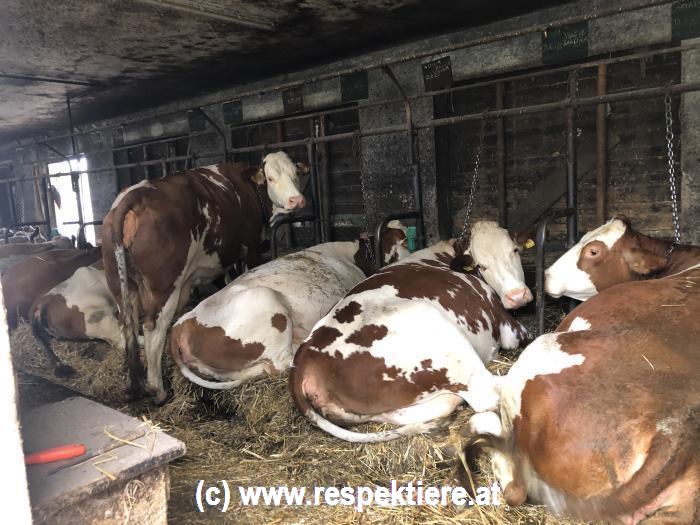 Kettenhaltung von Kühen im Waldviertel