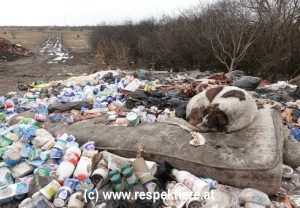 Straßenhund auf einer Matratze an der Müllkippe