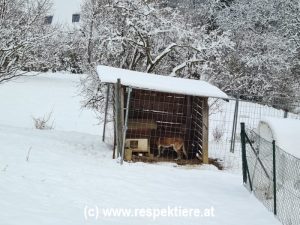 Hundezwinger im Schnee