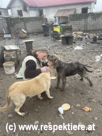 Tom mit Hunden am Asyl
