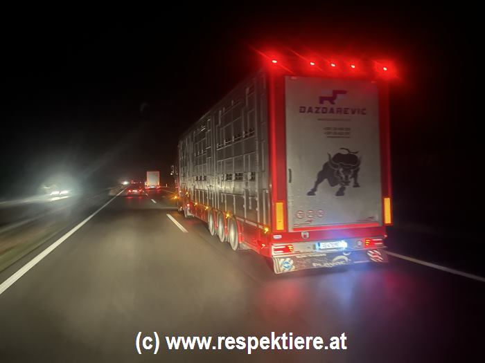 Tiertransporter auf ungarischer Autobahn, ein leider oft gesehener Anblick!