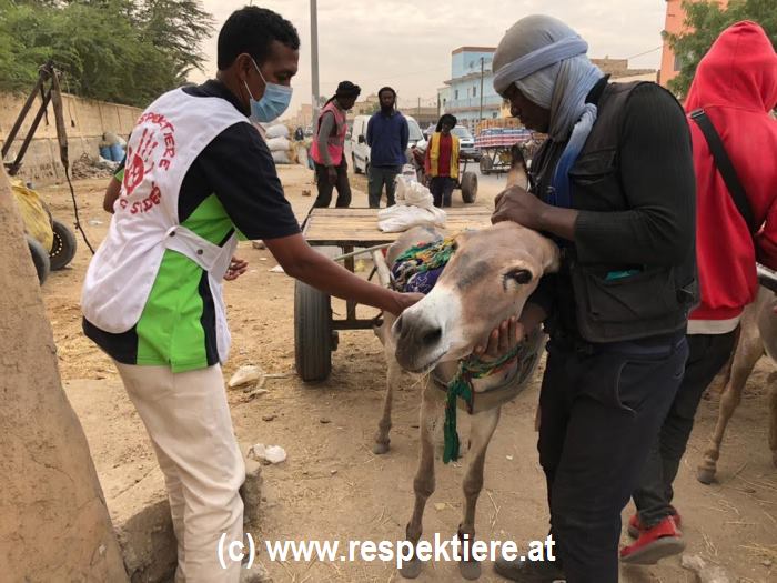 Eselgrippe in Nouakchott Mohamed im Einsatz