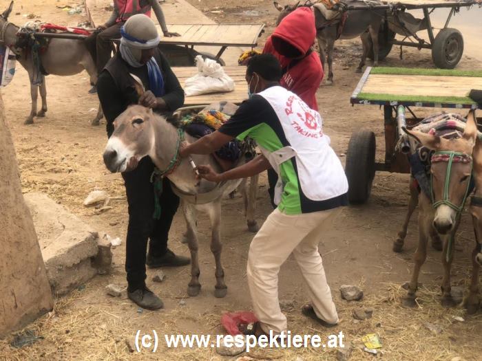 Eselgrippe in Nouakchott