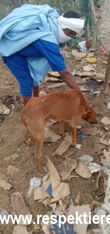kranker Hund in Nouakchott