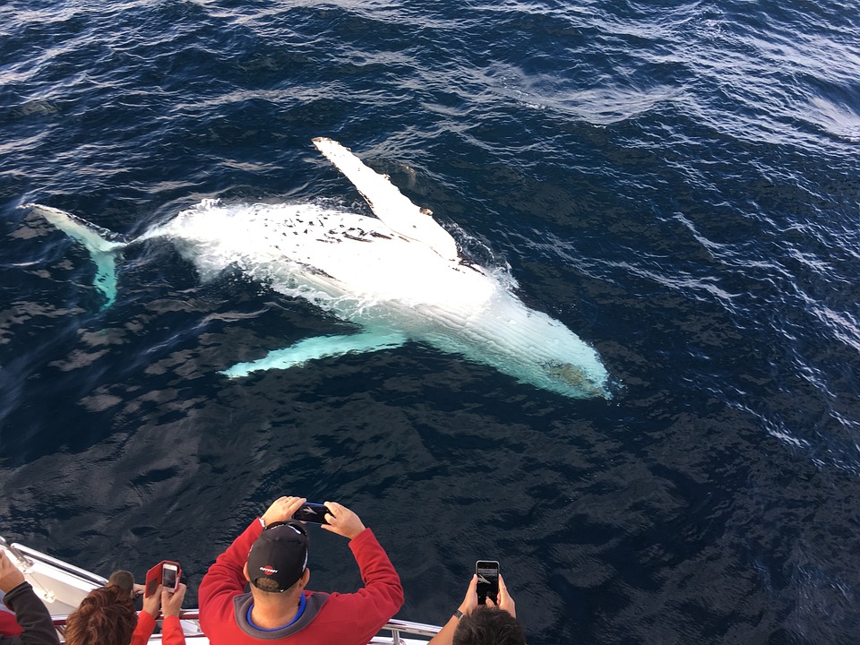 Eilmeldungen International Whale watching statt Walfang