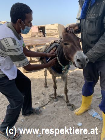 Eselgrippe Einsatztage in Nouakchott 2
