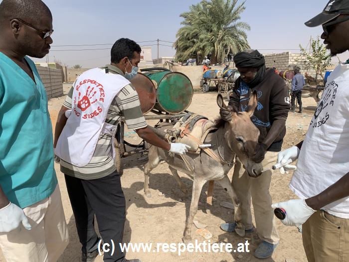 Eselgrippe Einsatztage in Nouakchott