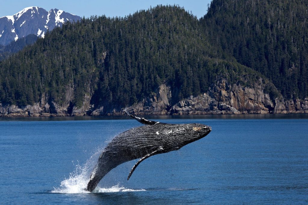 Tierschutznews International Wale