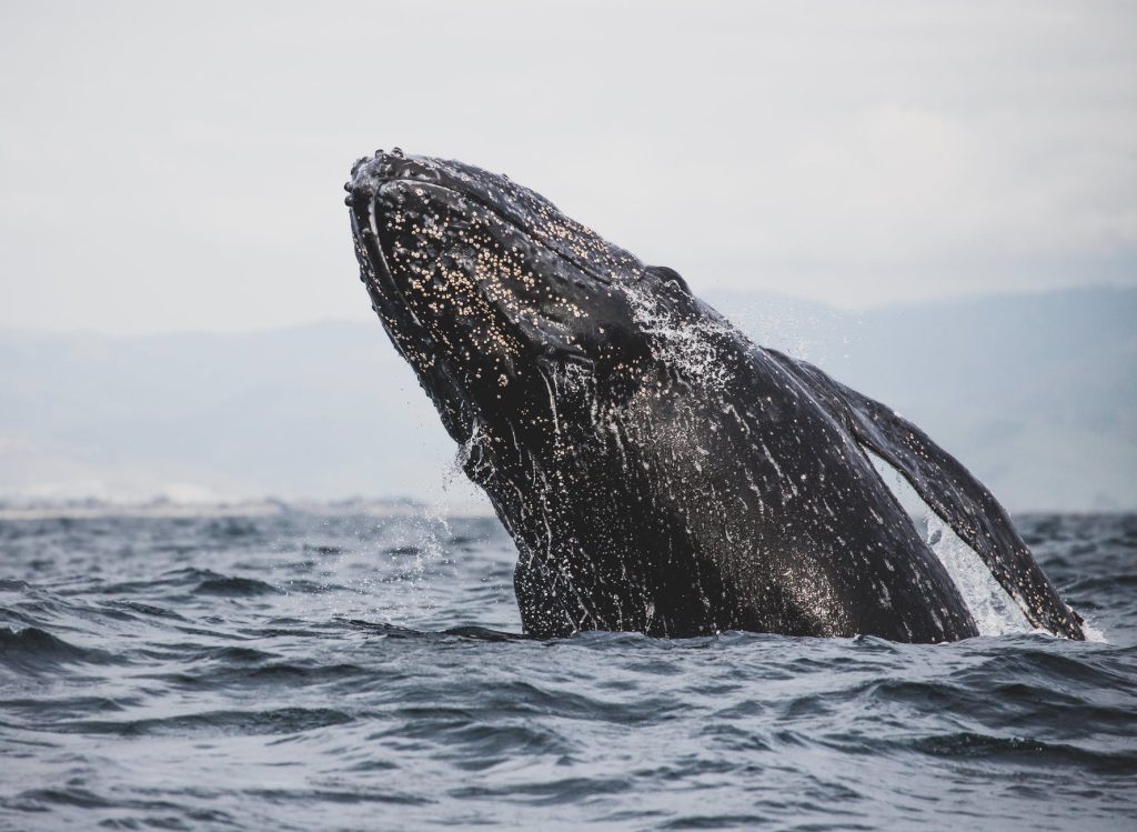 Tierschutznews International Whalewatching