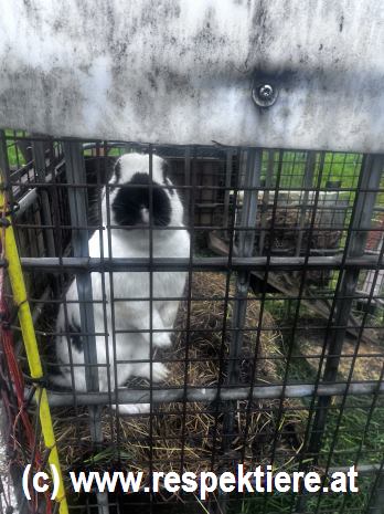 Kaninchen Misere 10