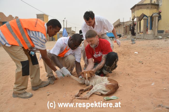 Esel in Mauretanien Hunde 6