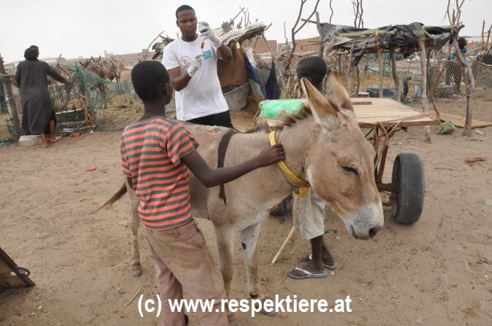 Esel in Mauretanien Kinder 1
